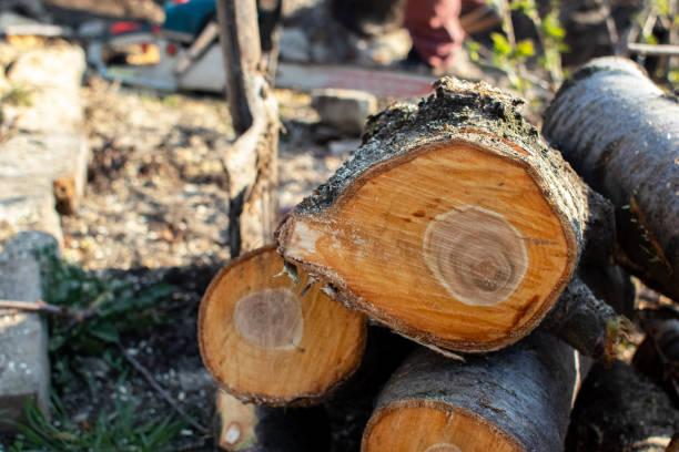 Best Tree Cabling and Bracing  in USA